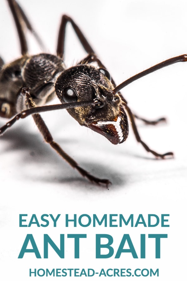 Easy Homemade Ant Bait text overlaid on a close up photo of a black ant.