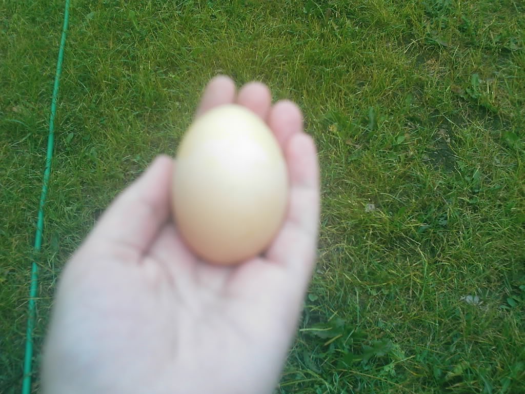 A hand holding a fresh egg.