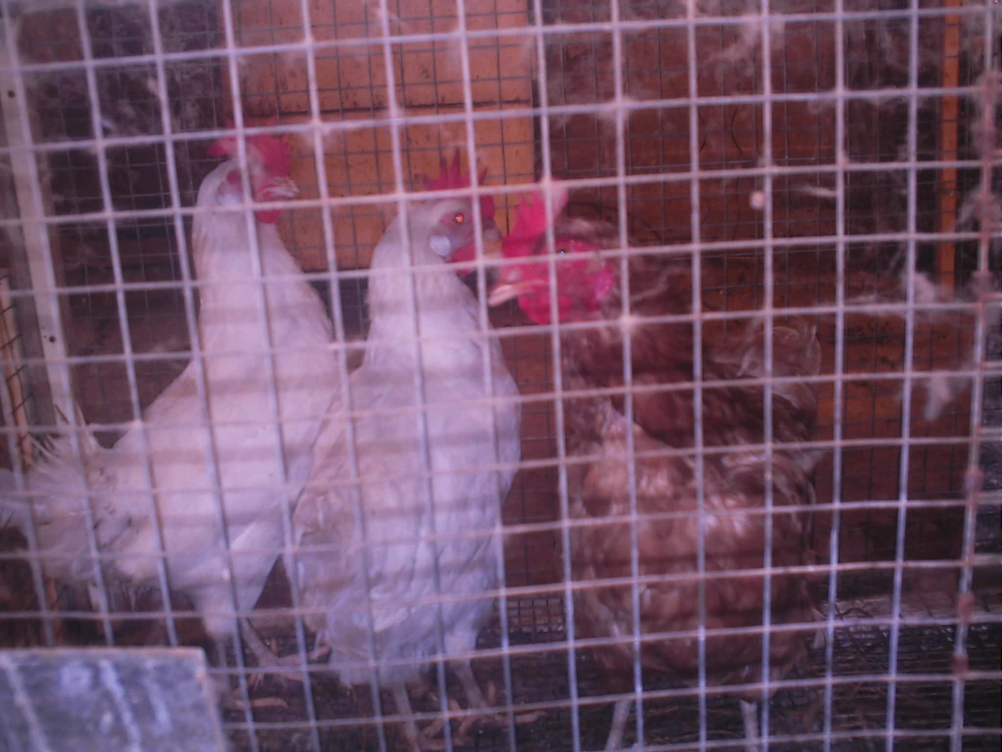White and brown chickens in a wire cage.