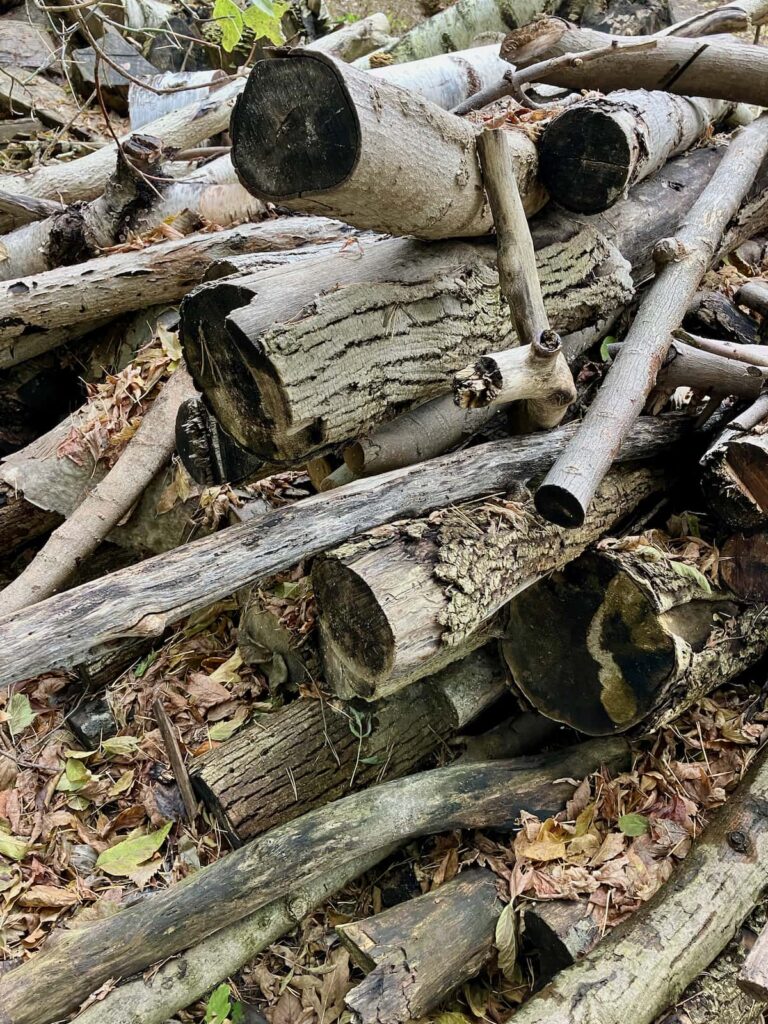 A pile of logs and branches.