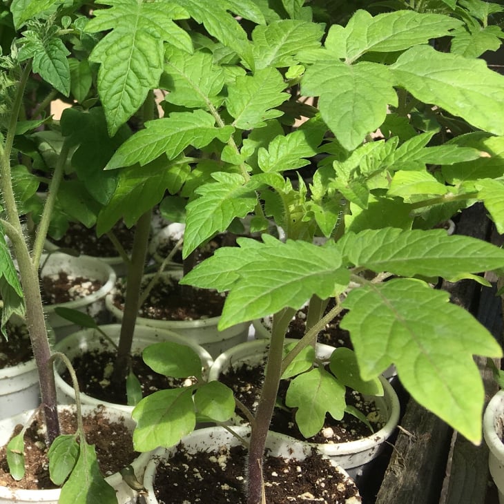 How To Start Tomato Plants From Seed