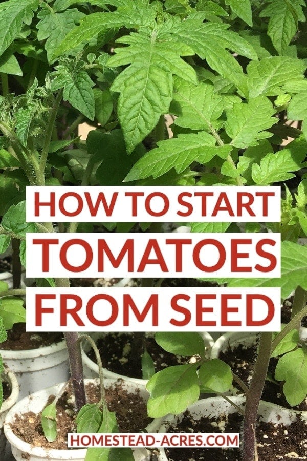 How To Start Tomatoes From Seed text overlaid on a photo of healthy tomato seedlings.
