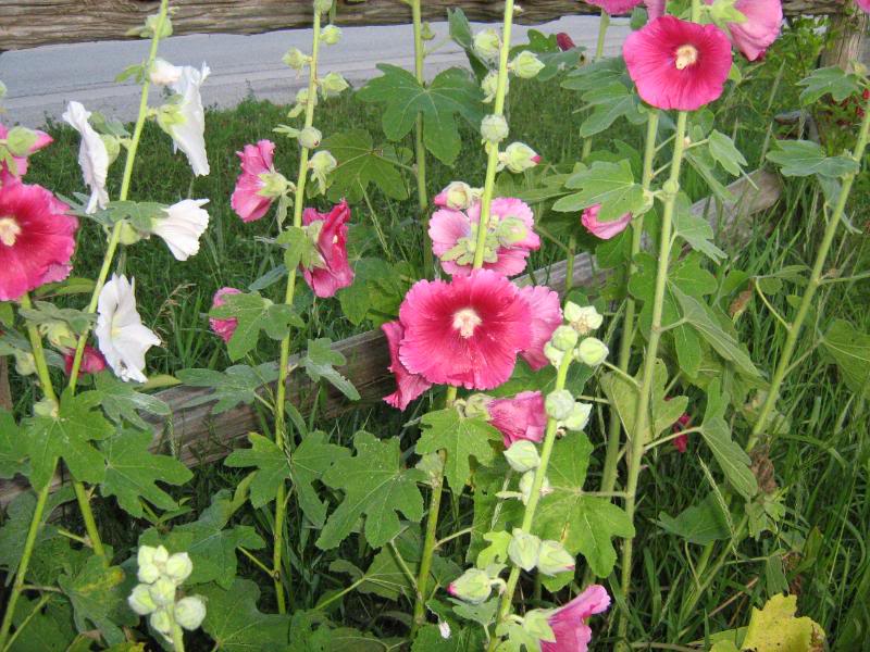 Pink and white hollyhocks growing by a fence.