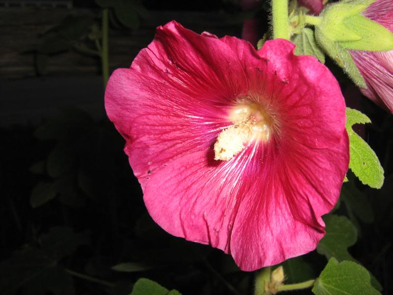 Close-up of a red hollyhock flower.