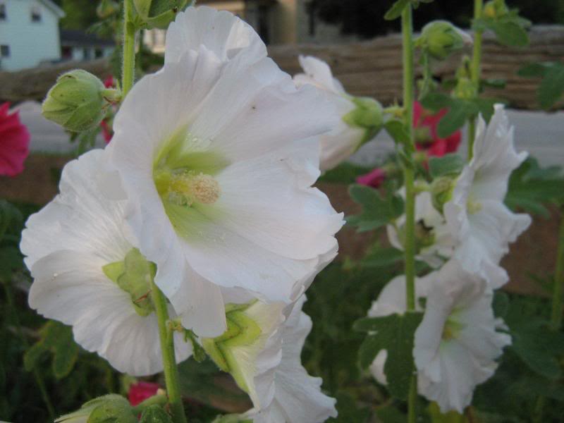 Close-up of white hollyhock flowers.