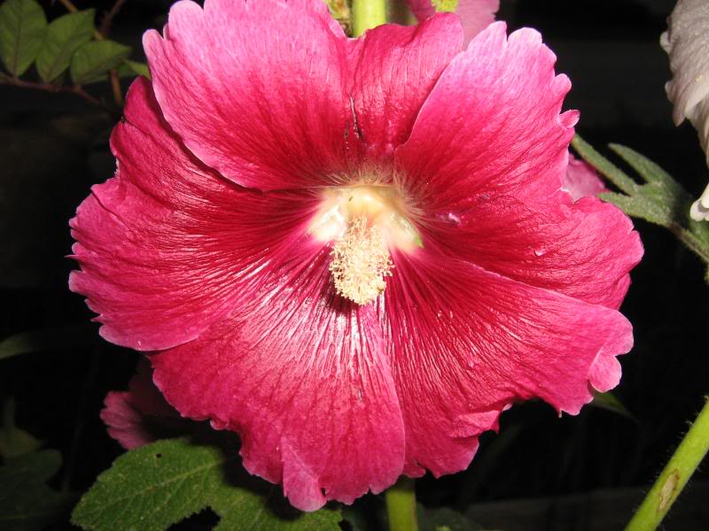 A red hollyhock flower with lots of pollen.