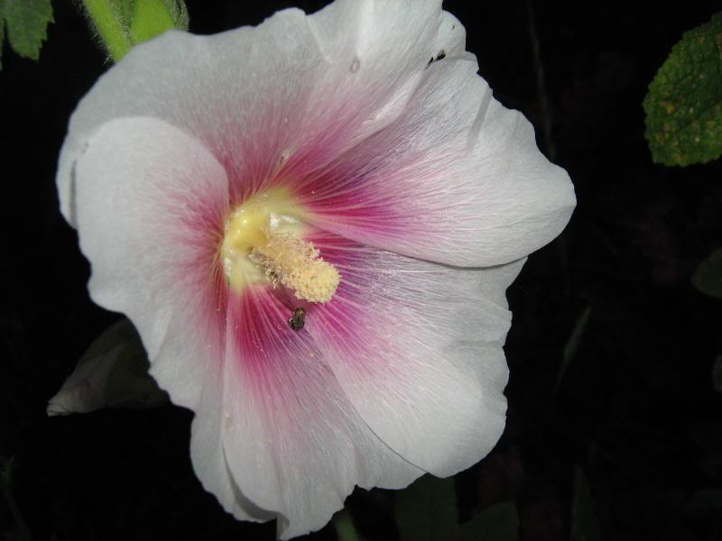 A white hollyhock with a pink center.