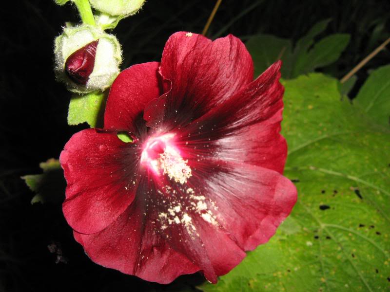 A dark red hollyhock flower with lots of pollen.