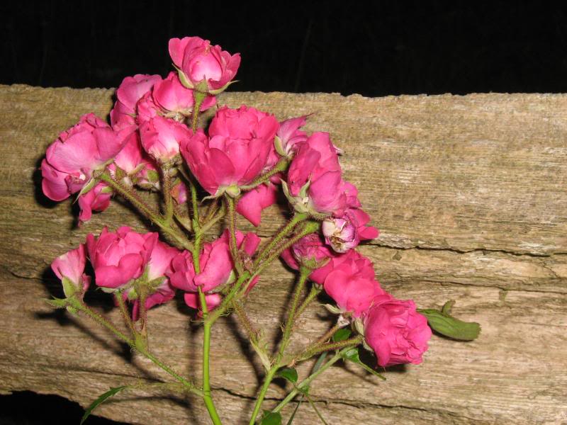 Small pink rose flowers growing on a fence.