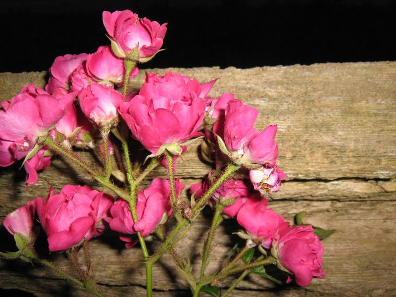 Small pink rose flowers growing on a fence.