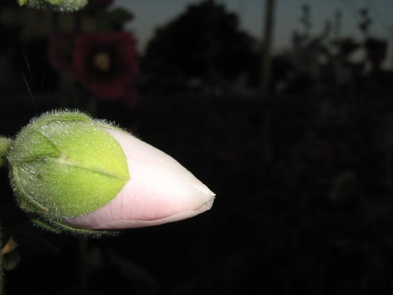 White and pink hollyhock flower bud.