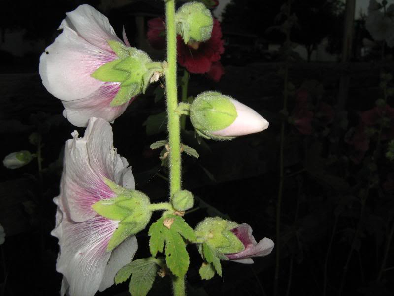 White and pink hollyhock flowers.