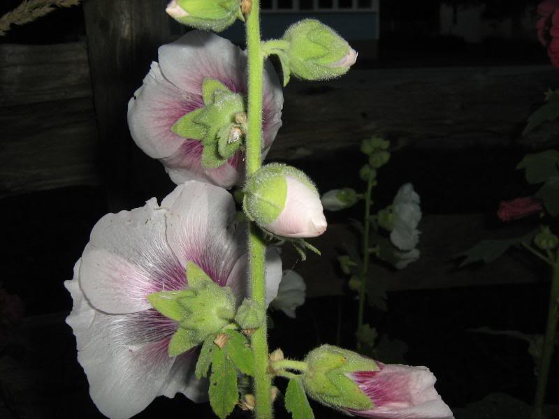 White and pink hollyhock flowers.