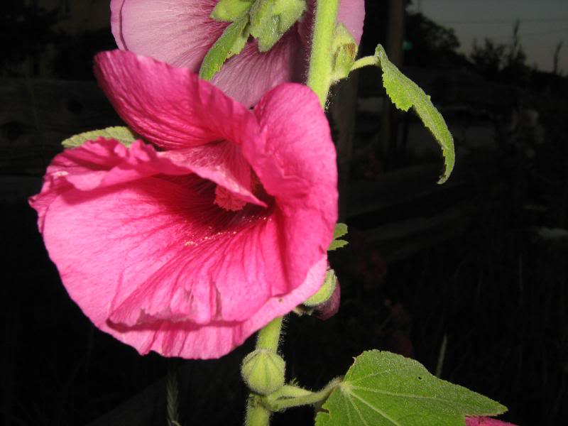 Dark pink hollyhock flowers.