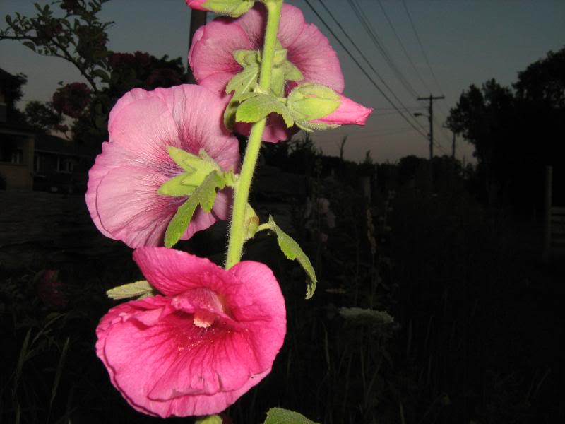 Dark pink hollyhock flowers.