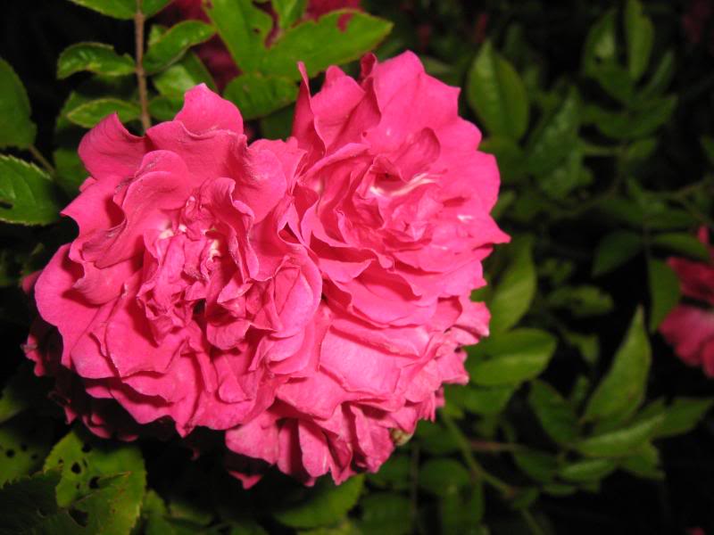 Ruffled pink roses are blooming.
