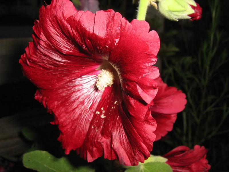 Dark pink hollyhock flower.