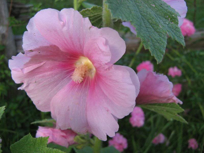 Light pink hollyhock flowers.