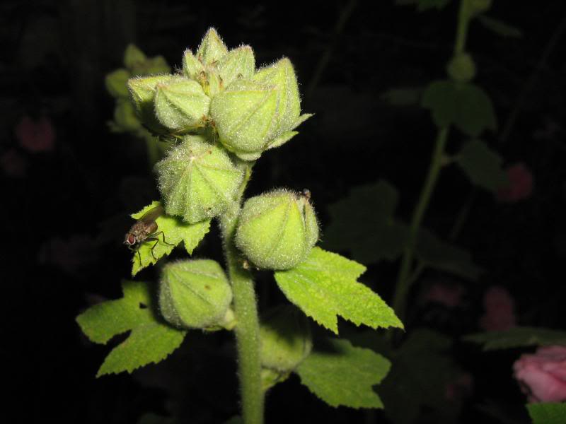 Unopened flower buds.