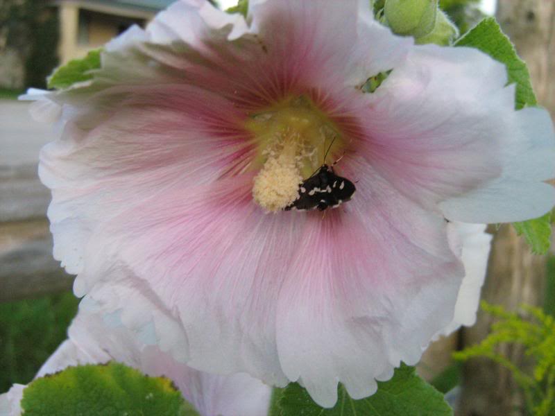 A white and pink hollyhock flower with a butterfly in the center.