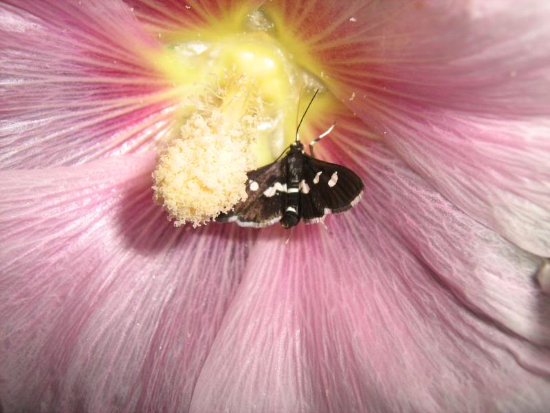 A white and pink hollyhock flower with a butterfly in the center.