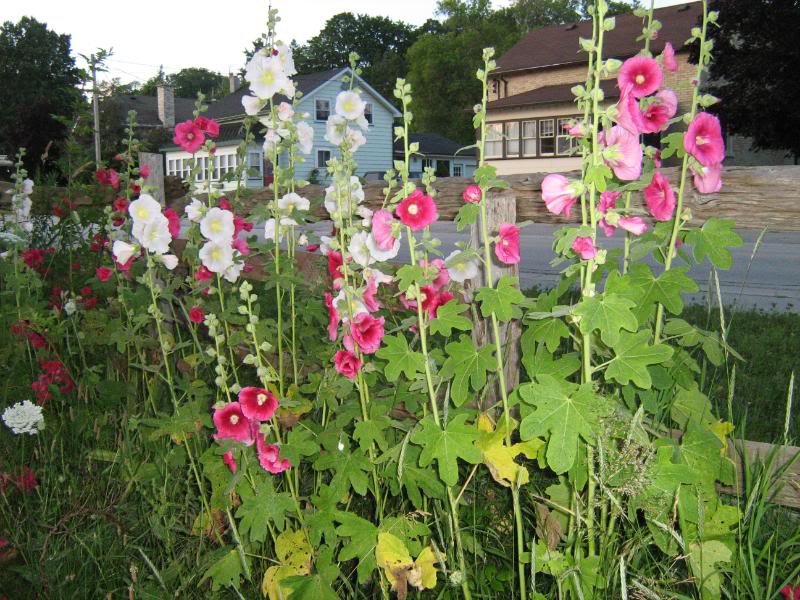 Hollyhocks flowers blooming along a wooden rail fence.