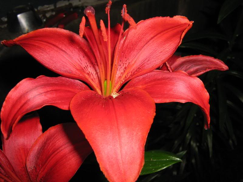 Red lilies are blooming.