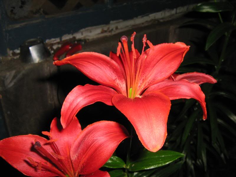 Red lilies are blooming.