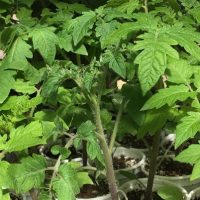 Planting Tomato Seeds