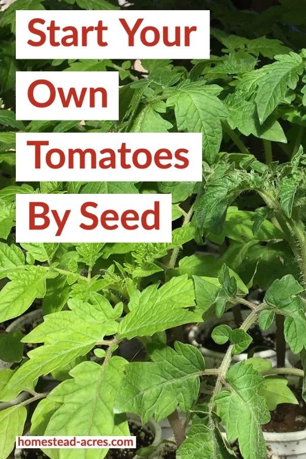 Start Your Own Tomatoes By Seed text overlaid on a photo of tomato seedlings.