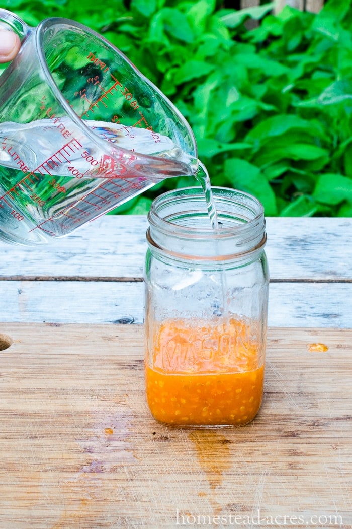Adding water to cover the tomato seeds in a jar.