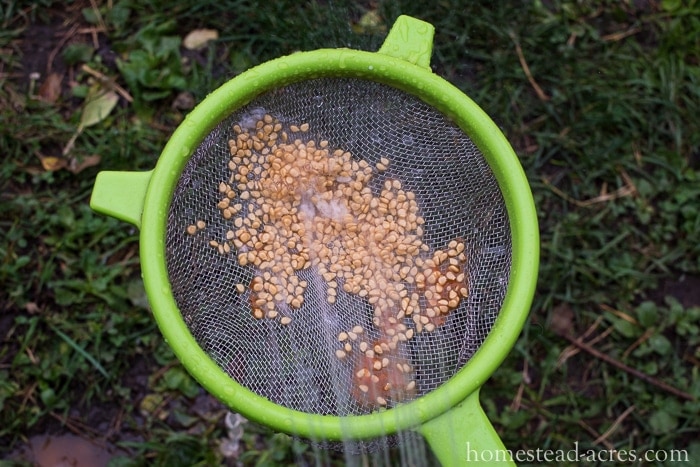 Cleaning tomato seeds with water in a strainer.