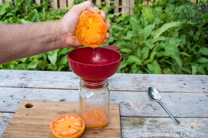 Squeezing seeds out of a tomato into a jar.