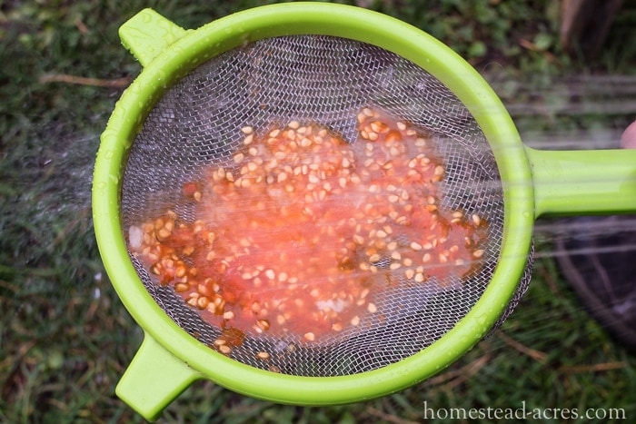 Washing tomato seeds after fermenting.
