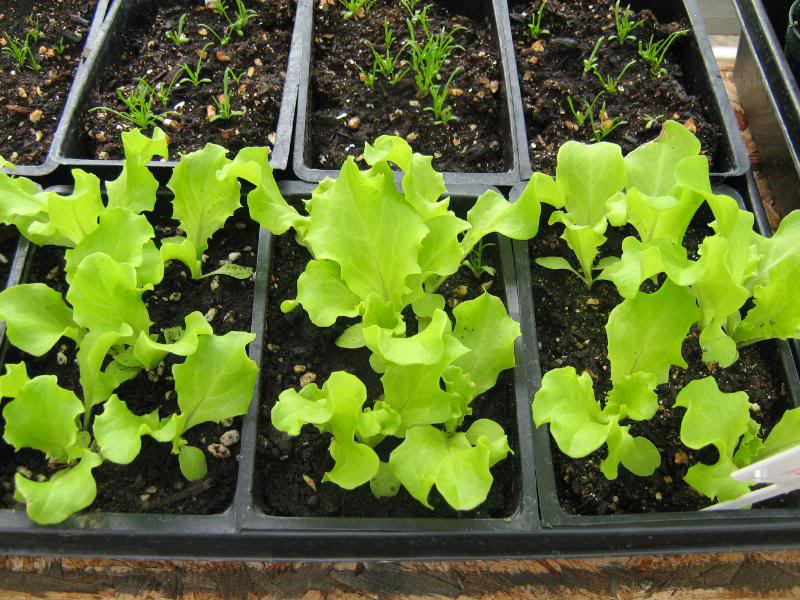 lettuce