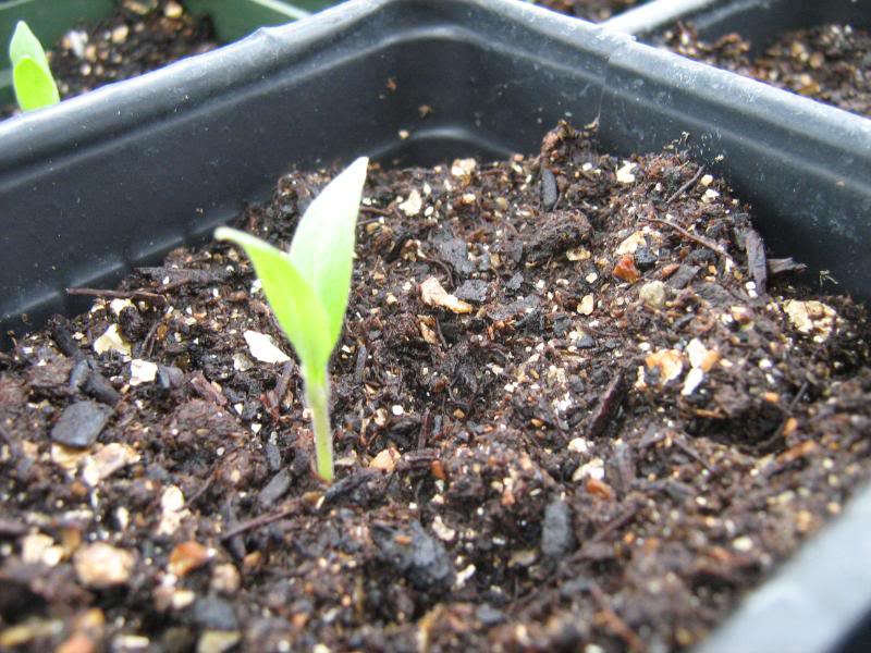 pepper