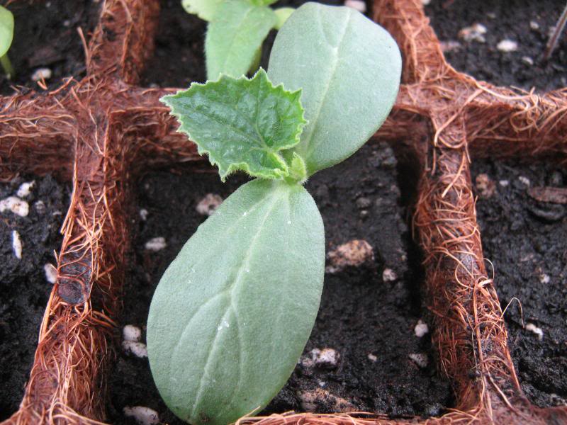 cucumber