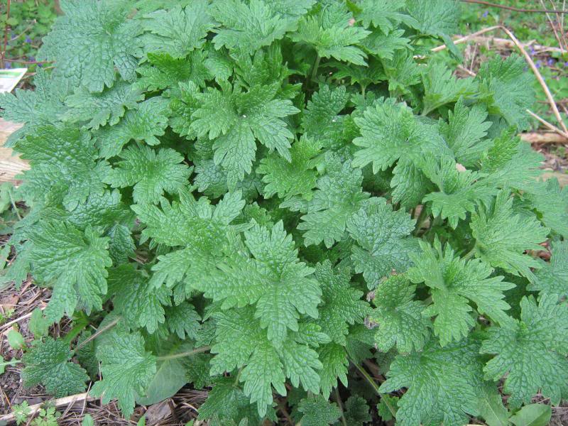 motherwort