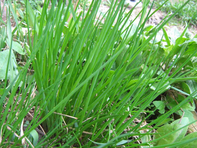 chives