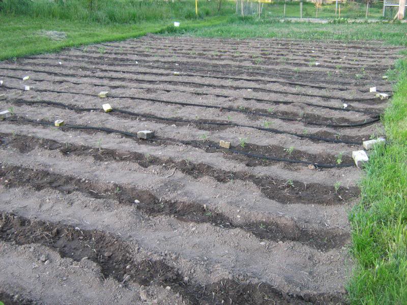A vegetable garden after watering with soaker hoses.