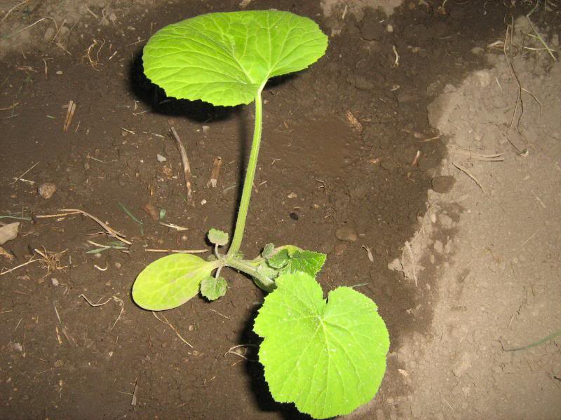 A young zucchini plant in the garden.