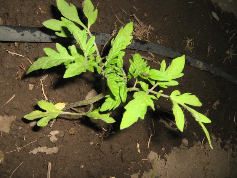A tomato seedling after planting in the garden.