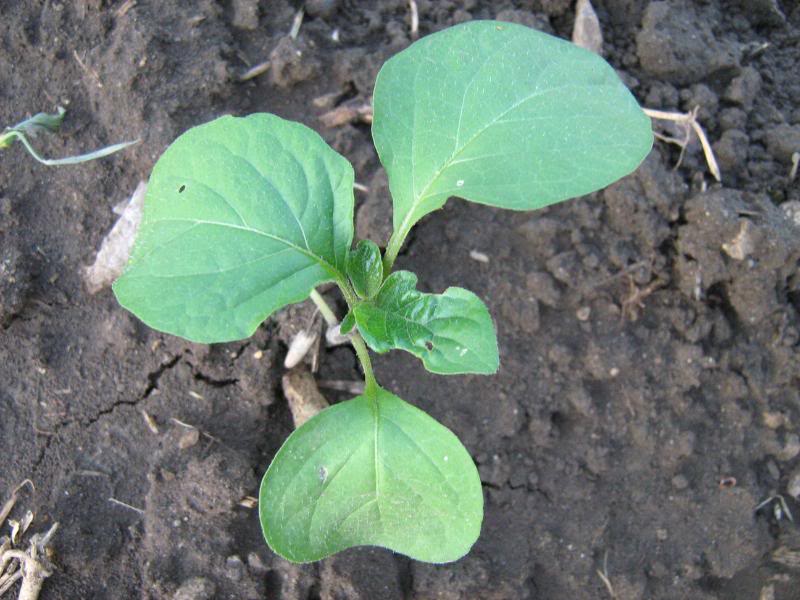A huckleberry seedling growing in the garden.