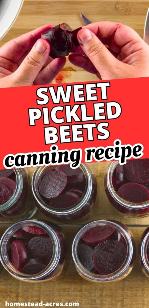 Hands peeling a cooked beet above jars filled with sliced beets for sweet pickled beets. Text reads "Sweet pickled beets canning recipe".