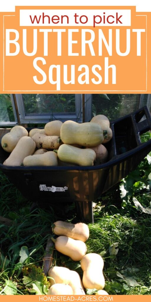 A wheelbarrow filled with butternut squash and more in front of it. Text overlay says When To Pick Butternut Squash.
