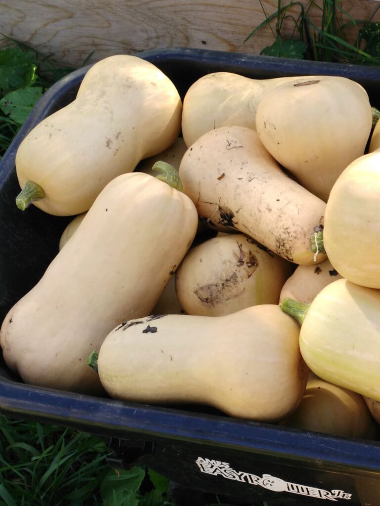 When To Harvest Butternut Squash Homestead Acres