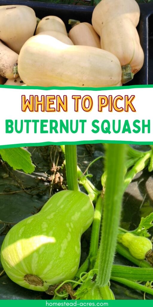 Collage image top is a ripe tan butternut squash bottom is an immature green squash. The text overlay says When To Pick Butternut Squash.