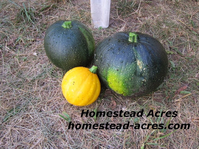 Three squashes just harvested from the garden.