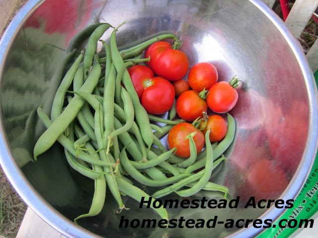 Steel bowl with freshly picked tomatoes and green beans.