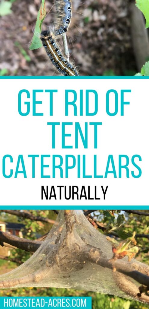 Collage image, top is caterpillars eating leaves,  bottom is a web nest in a tree. Text overlay says Get Rid Of Tent Caterpillars Naturally.